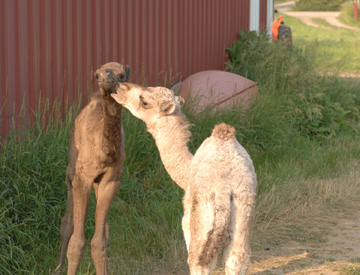Alison and Freddie meet