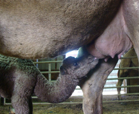 Audrey's baby camel, May 2009