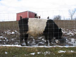 mini belted galloway bull