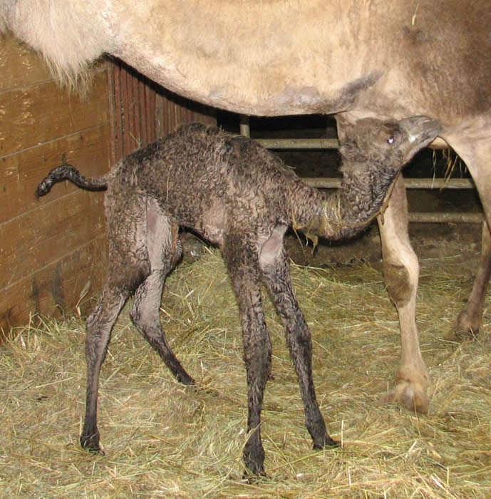Baby camel, girl born 4/18/09