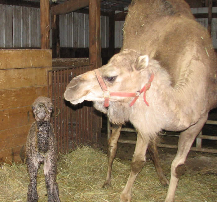 Baby camel, girl born 4/18/09