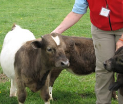 mini bull
