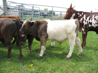 mini bull