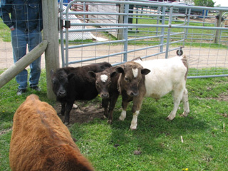 mini bull