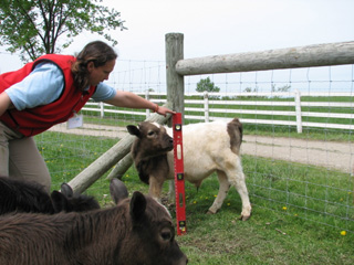 mini bull