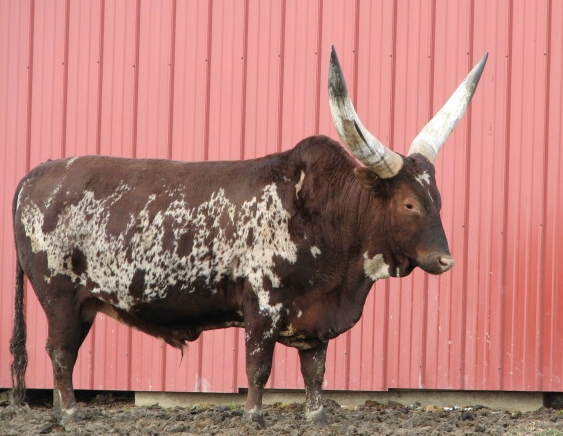 Watusi bull
