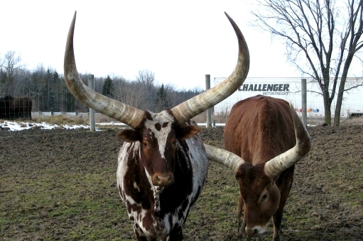 Watusi cows