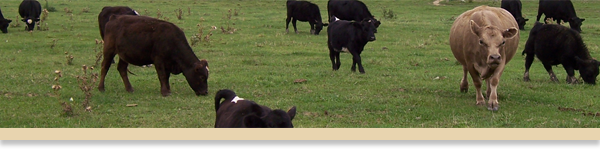 cattle