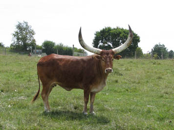 lt red watusi cow