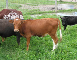 Mini longhorn