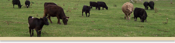 cattle