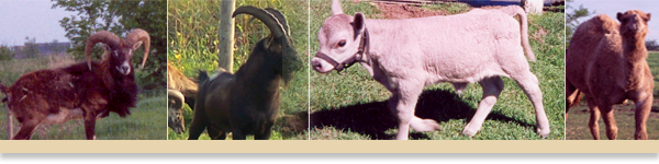 cattle and camel